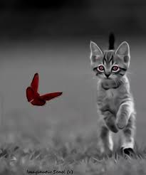 Black And White Cat Pictures To Color Val S Chaotic Mind In 2020 Color Splash Red Color Splash Photo Color Splash Photography