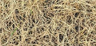 We're not happy about it either. Milorganite Spill Lawn Burn Don T Believe The Non Burning Hype