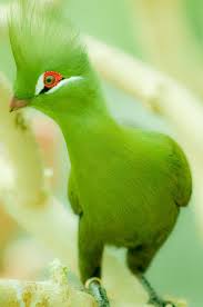 pin on birds of a feather