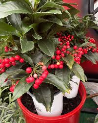 Image result for Ardisia