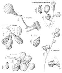 Image result for Huaceae