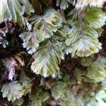 Image result for Hymenophyllum capillare