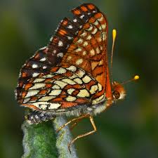 Image result for Commicarpus grandiflorus