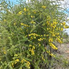 Image result for Ochna inermis