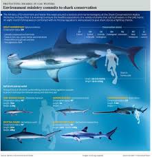 Pin By Musee Oceanographique Monaco On Sharks Shark Conservation Shark Facts Shark