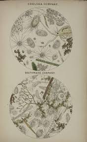 How to draw microscope compound 24 Robert Hooke 1635 1703 Ideas Robert Hooke Scientific Illustration Illustration