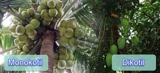 Biasanya kelipatan empat atau lima. Apa Bedanya Tumbuhan Dikotil Dan Monokotil