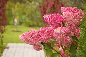 Image result for hydrangea paniculata vanille fraise