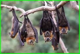 Sementara itu, kode alami kelelawar untuk masuk rumah di irak 2 adalah 65. 13 Arti Mimpi Kelelawar Makna Dan Interpretasi Daftarhewan Com