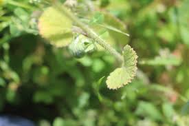 Image result for Crambe hispanica