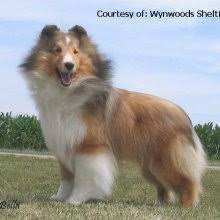Check spelling or type a new query. Puppyfind Shetland Sheepdog Puppies For Sale
