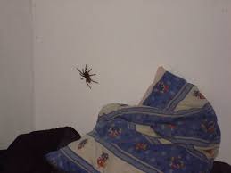 Fette Spinne Im Schlafzimmer Photo