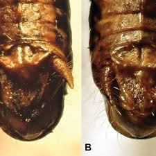 Image result for Burttia