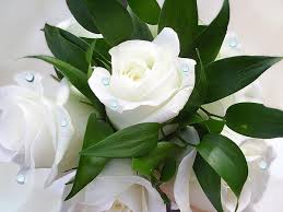 Image result for images of white roses hd