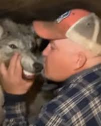 BREAKING NEWS!!!! 🚨🚨🚨 Cody Roberts, the man accused of one of the most  heinous acts of wolf abuse—running over a wolf with a snowmobile, muzzling  it, dragging it into a bar, and