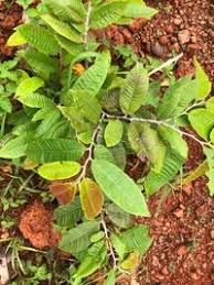 Image result for Parinari excelsa