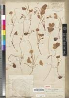 Image result for Oxalis anthelmintica