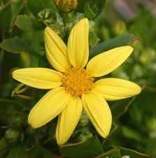 Image result for Monodora grandidieri