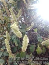 Image result for Phytolacca dodecandra