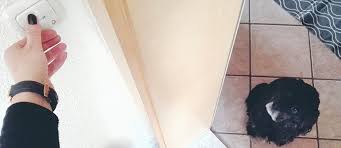 Bellt ihr hund, sobald es an der haustür klingelt, schicken sie ihn auf seinen platz. Gewohne Deinem Hund Das Bellen An Der Tur Ab Tierisch Wohnen