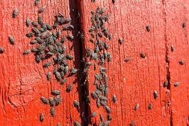 Box elder bugs aren't dangerous, destructive, or particularly disruptive. Box Elder Bugs Pest Control The Bug Man
