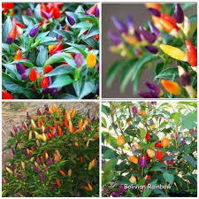 Bolivian rainbow pepper seedsthis is a beautiful ornamental pepper from bolivia. Pepper Chilli 50 Seeds Bolivian Rainbow Chili Pepper C Annuum Heirloom Seeds Seeds For Sale Hot Pepper Seeds