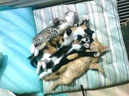 En Garip Sekilde Uyuyan 58 Kedi Kedi Kediler Ve Yavrulari Ve Kedileri Seviyorum
