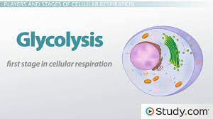 Glycolysis Pathway Steps Products Importance Video Lesson Transcript Study Com