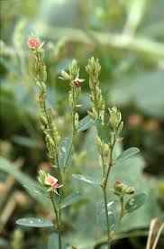 Image result for Alysicarpus