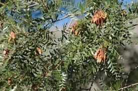 Image result for Schinopsis