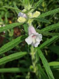 Image result for Sesamum calycinum