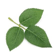 How often you need to do this 10pcs Cheap Silk Leaf Green Rose Leaves Artificial Flower For Wedding Decoration Diy Wreath Gift Scrapbooking Craft Fake Flower Artificial Plants Aliexpress