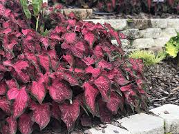 Find over 100+ of the best free flower bed images. 10 Garden Filler Plants Proven Winners