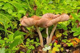 Quali sono i funghi velenosi. Funghi Velenosi E Funghi Commestibili Come Riconoscerli