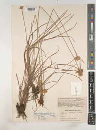 Image result for Cyperus obtusiflorus