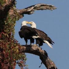 Birds That Look Like Eagles In Florida Southwest Florida Eagle Cam Live Eagle Pictures Eagle Cam Bald Eagle