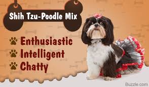 The shih tzu became very popular in the united states, and it was recognized by the american kennel club (akc) in 1969. Things You Need To Know Before Getting A Shih Tzu Poodle Mix Dogappy