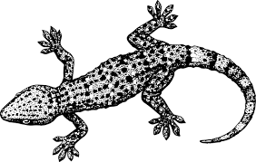Black And White Leopard Gecko Clipart Gecko Reptile Clip Art Vector Clip Art Online Royalty Free Drawings Gecko Lizard