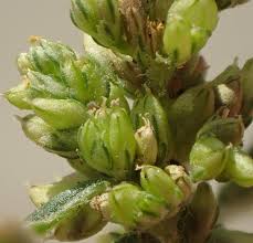 Image result for Amaranthus deflexus