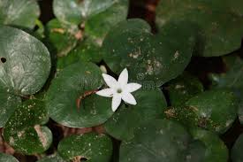 Image result for Geophila