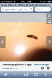 Some plants (hawthorns, plums, cherries, and some tomato varieties, to name a few) are sensitive to insecticidal soap, especially if it's overly concentrated or made with harsh soap. Small Brown Worms With Stripes On The Counter All About Worms