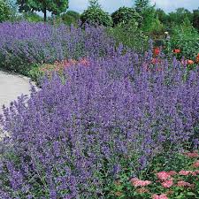 Aptly named, the 1920's saying 'the cat's pajamas' is defined as an excellent person or thing. Nepeta Faasenii J Parker Dutch Bulbs
