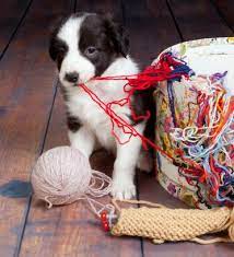 I hear the comment, it's only a dog. Finding The Best Border Collie Puppies For Sale Near You Bordercolliehealth
