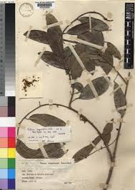 Image result for Triclisia