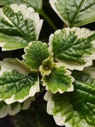 Image result for foto moud Forsterův