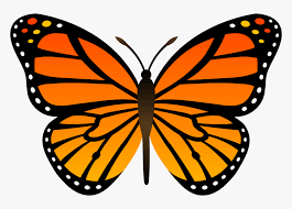 It offers accurate and useful information about many. Orange Butterfly Png Image Butterflies Free Download Drawing Easy Monarch Butterfly Transparent Png Kindpng