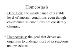 Academic Bio Chapter 5 Review Homeostasis Cell Transport Ppt Download