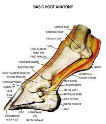 By printing out this quiz and taking it with pen and paper creates for a good. Hoof Care Horses Horse Care Horse Facts