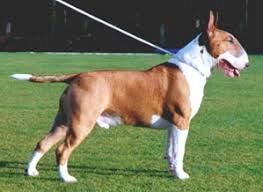 Check spelling or type a new query. Bull Terrier Wikipedia