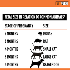 Whats Going On In There Fetal Development Of The Beef Calf